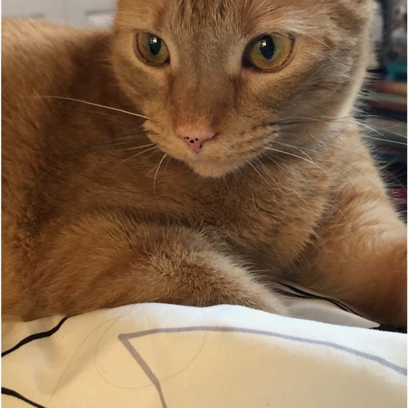 Meet your Posher, Ashley - Picture 1 of 2